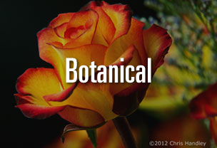 Botanical Photography