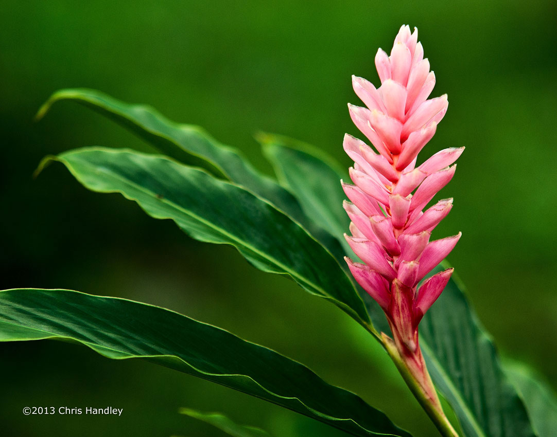 Tropics of Costa Rica