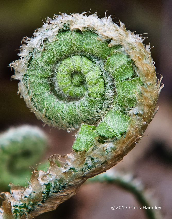 Fiddlehead Fern