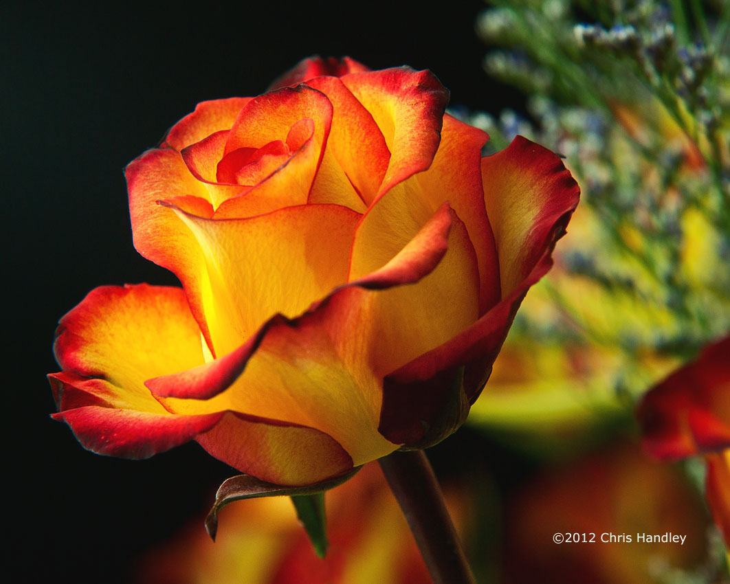Red and Yellow Rose