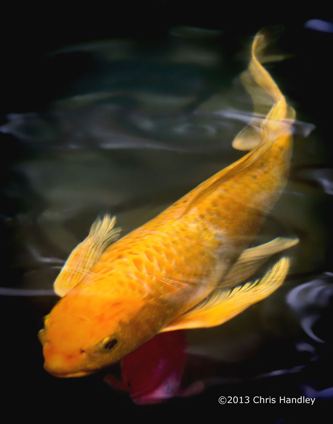 Coy Fish